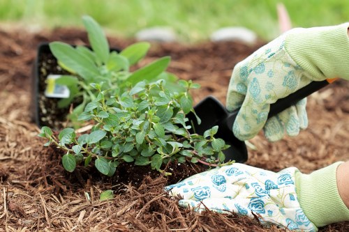A close-up view of a gardener's hands wearing light green gardening gloves with a floral pattern, carefully planting a small shrub or flowering plant into a prepared garden bed with rich, brown soil. The plant features numerous small green leaves, and a black plastic container is placed nearby, ready for transplanting. The garden bed surrounds a well-maintained lawn area with lush, green grass in the background, surrounded by a neat border of soil and possibly other young plants. The scene is outdoors, under natural daylight, indicating a mild weather condition suitable for gardening activities, and the setting suggests a residential garden or landscaped outdoor space typical of Tufnell Park or similar north London surroundings, where professional gardening services like those from Lawn Mowing Tufnell Park operate to maintain attractive, healthy outdoor environments.